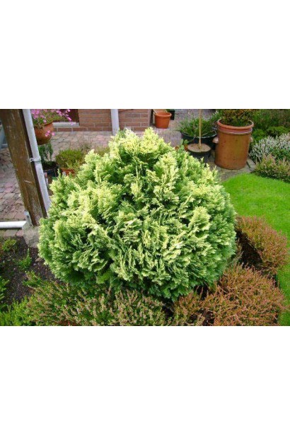 Кипарисовик Лавсона ’Pygmaea Argentea’ в саду.